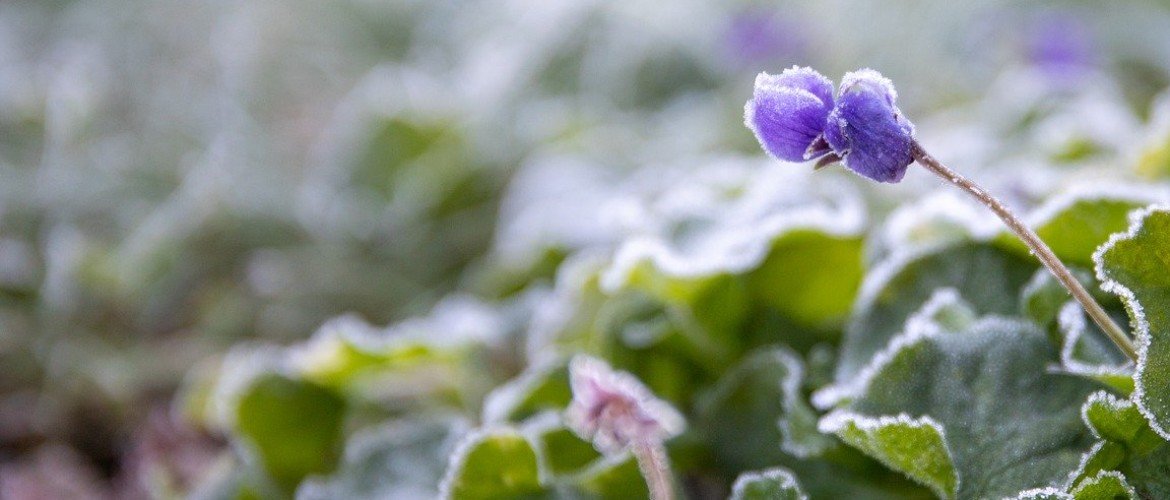 Tuinkalender december